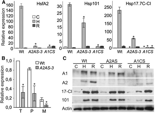 Effect of HsfA2 suppression on expression of heat stress induced genes in pollen. A, Relative expression (2–ƊƊCt) of indicated genes in wild-type, A2AS-3, and A1CS pollen isolated from anthers of nontreated plants (sample C) or exposed to HS at 39°C for 1 h (sample H) and after recovery at 25°C for 1.5 h (sample R). Pollen for each control or stress sample were collected from pooled anthers of different developmental stages ranging from tetrads to mature pollen. Each point is the average ± sd of three replicates. Asterisks indicate statistically significant differences (P < 0.05) as indicated by pairwise t test between wild-type, A2AS-3, and A1CS samples. B, Relative expression (2–ƊƊCt) of HsfA2 in pollen at tetrad (T), postmeiotic (P), and mature binucleate (M) developmental stages isolated from wild-type and A2AS-3 plants. Transcript abundance of HsfA2 normalized to wild-type tetrads. C, Immunoblot analysis with specific antibodies against HsfA1a (A1), HsfA2 (A2), Hsp17-CI (17-CI), and Hsp101 (101) in cell lysates from wild-type, A2AS-3, and A1CS pollen isolated from anthers of plants treated as in A. Equal protein loading (15 μg) was controlled by immunodetection of actin.