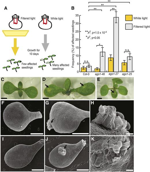 Hypomorphic ago1 mutants showed increased frequency of seemingly stochastic lesions. A, Experimental setup. When grown in yellow, filtered light conditions for 10 d, few ago1 seedlings showed lesions on cotyledons. When grown in full-spectrum light, many more ago1 seedlings developed lesions. B, In full-spectrum light, ago1-46, ago1-27, and ago1-25 mutants showed a significantly increased frequency of affected seedlings compared with the wild type. ago1-27 and ago1-46 mutants showed significantly more affected individuals in unfiltered versus filtered light conditions; a similar, albeit nonsignificant, tendency was observed for seedlings carrying the ago1-25 allele. Error bars indicate se across at least three replicates with n = 25 to 72 seedlings per replicate. Statistical significance was calculated using the χ2 test of significance (**, P < 1 × 10−4 and *, P < 0.05; for all possible P values, see Supplemental Table S1). n.s., Not significant. C to E, Lesions in wild-type and ago1-27 mutant seedlings show distinct morphology. C, Full-spectrum light-grown, 10-d-old, unaffected ago1-27 seedling. D, Full-spectrum light-grown, 10-d-old, affected ago1-27 seedling with lesions denoted by arrows. E, Full-spectrum light-grown, 10-d-old, affected wild-type seedling with lesion denoted by the arrow. Bars = 1 mm. F to K, Scanning electron micrographs of 10-d-old cotyledons grown in full-spectrum light. F, Unaffected wild-type cotyledon. G, Wild-type cotyledon with lesion denoted by the arrow. H, Magnified view of the lesion from G. I, Unaffected ago1-27 cotyledon. J, ago1-27 cotyledon with lesion denoted by the arrow. K, Magnified view of the lesion from I. Bars = 1 mm (F, G, I, and J) and 500 μm (H and K).