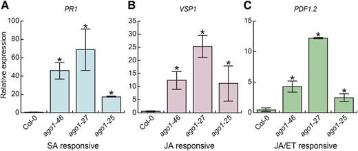 Marker genes of all three canonical defense hormone pathways were up-regulated in ago1 cotyledons. PR1 (SA responsive; A), VSP1 (JA responsive; B), and PDF1.2 (JA/ET responsive; C) expression were dramatically up-regulated in 10-d-old ago1-46, ago1-27, and ago1-25 cotyledons in full-spectrum light. Expression was measured by quantitative reverse transcription (RT)-PCR; all assayed genes were normalized to UBC21 (UBIQUITIN-CONJUGATING ENZYME 21) expression. Error bars indicate se across at least two replicates of cotyledons harvested from 18 pooled seedlings.