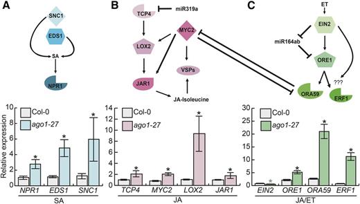 Genes in all three defense hormone pathways, including miRNA target genes, were up-regulated in ago1-27 cotyledons. A, Top, pathway diagram indicates the pathway connection of three tested SA genes, none of which are miRNA targets. Bottom, NPR1, EDS1, and SNC1 were up-regulated in ago1-27 seedlings relative to the wild type. B, Top, pathway diagram indicates the pathway connection of four tested JA genes, the most upstream of which, TCP4, is an miRNA target gene. Bottom, the canonical jasmonate signaling and biosynthesis genes TCP4, LOX2, MYC2, VSP2, and JAR1 were strongly up-regulated. C, Top, pathway diagram indicates the pathway connection of four tested JA/ET genes. The most upstream gene, EIN2, acts in an incoherent feed-forward loop with mir164ab and its target gene ORE1. ET and JA pathways show cross-regulation via ORA59 and MYC2. Bottom, the JA/ET markers ORE1, ORA59, and ERF1 were significantly up-regulated in ago1-27 cotyledons relative to the wild type; in contrast, EIN2 was significantly down-regulated in ago1-27 cotyledons. All assayed genes are normalized to UBC21 (UBIQUITIN-CONJUGATING ENZYME 21) expression. Error bars indicate se across three to four replicates of cotyledons harvested from 18 pooled seedlings. Black asterisks represent significant up-regulation in ago1-27 cotyledons; the gray asterisk (EIN2) represents significant down-regulation in ago1-27 cotyledons.