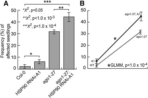 AGO1 and HSP90 interact genetically. A, HSP90 RNAi-A1 seedlings showed significantly more affected seedlings than the wild type (P < 0.05). ago1-27;HSP90 RNAi-A1 double mutant seedlings showed significantly more affected seedlings than ago1-27 single mutant seedlings (P < 1 × 10−4). Error bars represent se across two replicates of 108 seedlings. B, The ago1-27 mutation showed higher penetrance in the presence of HSP90 RNAi-A1 (ago1-27; A1) in full-spectrum light (GLMM, P < 1 × 10−4). WT, Wild type. Statistical significance was calculated using the χ2 test of significance (***, P < 1 × 10−4; **, P < 1 × 10−3; and *, P < 0.05; for all possible P values, see Supplemental Table S4). n = 72 to 144 individuals per replicate, with two replicates each. Error bars represent se across biological replicates.