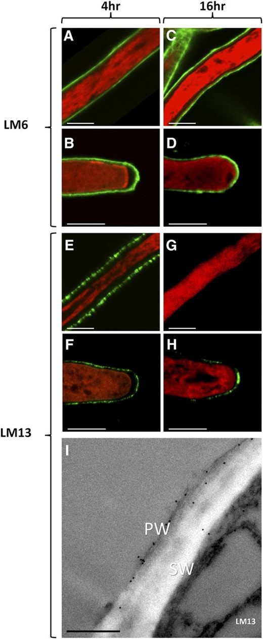 Distribution of arabinan in the walls of N. alata pollen tubes grown in vitro. Arabinan epitopes were detected (green) with the monoclonal antibodies LM6 and LM13. Pollen tubes were counterstained with FM4-64 (red). A to D show 4-h (A and B) and 16-h (C and D) pollen tube shank (A and C) and tip (B and D) regions labeled with LM6. E to H show 4-h (E and F) and 16-h (G and H) pollen tube shank (E and G) and tip (F and H) regions labeled with LM13. I shows a cross section of a 4-h pollen tube shank imaged with immunogold transmission electron microscopy labeled with the monoclonal antibody LM13. PW, Fibrillar primary wall; SW, electron-lucent secondary wall. Bars = 5 µm.