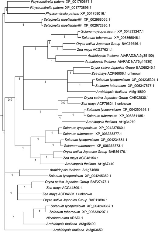 Phylogenetic tree of GT 47 subclade B from selected flowering and nonflowering plants. The phylogenetic tree shows relationships among 38 AtARAD1-like protein sequences from representative bryophytes (P. patens), lycopods (S. moellendorffii), and angiosperms (rice, maize, tomato, potato, and Arabidopsis) and the N. alata sequence NaARADL1. Numbers indicate Bayesian posterior probability support for the node. Less supported nodes (posterior probability < 0.9) have been collapsed.