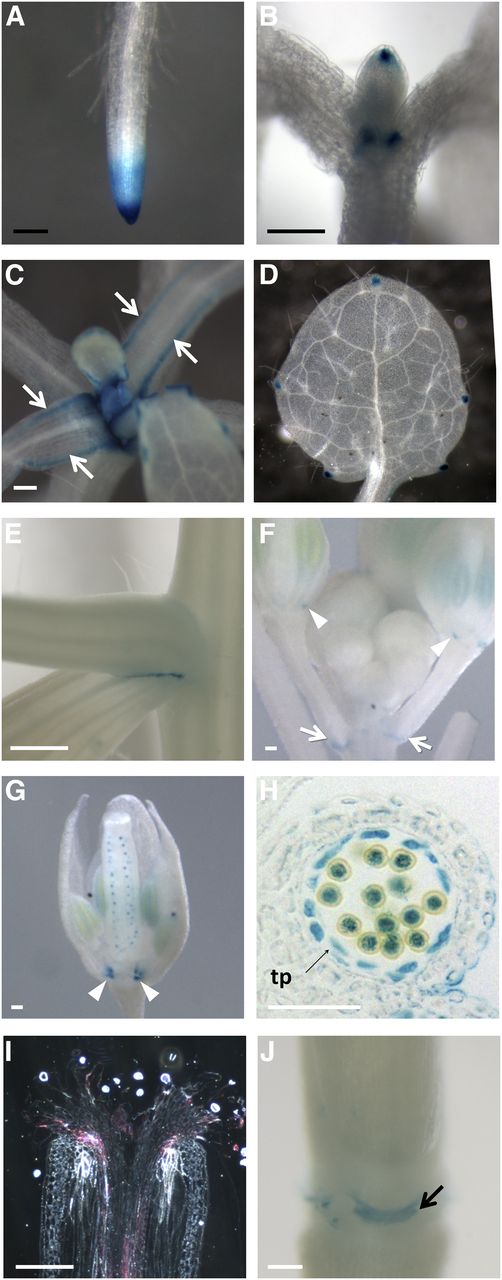 Histochemical staining of pNaARADL1:GUS-expressing Arabidopsis plants. Seedlings 7 d after germination (DAG) show GUS staining in roots, particularly at the root tip (A), and the tip of the developing leaf and its basal organ boundary (B). Seedlings 14 DAG show GUS activity along the margins of the leaves (arrows; C). In fully expanded leaves, GUS accumulation is limited to the hydathodes (D). GUS also accumulates between the axils of secondary shoots (E), at the junction of the pedicel with the stem (arrows; F), and at the base of the sepals in the intersepal zone (arrowheads; F and G). Expression is also evident in the developing ovules (G) and developing anther (I), including the tapetum (tp), pollen grains, and pollen tubes growing through the style, as viewed in a longitudinal section under dark-field optics. Expression is also present in the nectaries (J). Black bars = 1 mm; white bars = 250 µm.