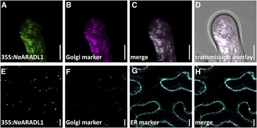Subcellular locations of fluorescently tagged versions of NaARADL1 in transiently transformed N. alata pollen tubes (A–D) and N. benthamiana leaves (E–H). A to D, Imaging of N. alata pollen grains transiently cotransformed with pLAT52:NaARADL1-CERULEAN (green) and the Golgi marker rat sialyltransferase translationally fused to dsRED (magenta). The merged and bright-field images of this cell also are shown. E to H, Imaging of N. benthamiana leaf cotransformed with the NaARADL1-VENUS translational fusion (yellow), the mCHERRY fluorescent Golgi apparatus marker soybean α-(1,2)-MANNOSIDASE I (magneta), and the endoplasmic reticulum (ER) marker SP-WAK2-mCERULEAN-HDEL (cyan). The merged image is also shown. Bars = 10 µm.