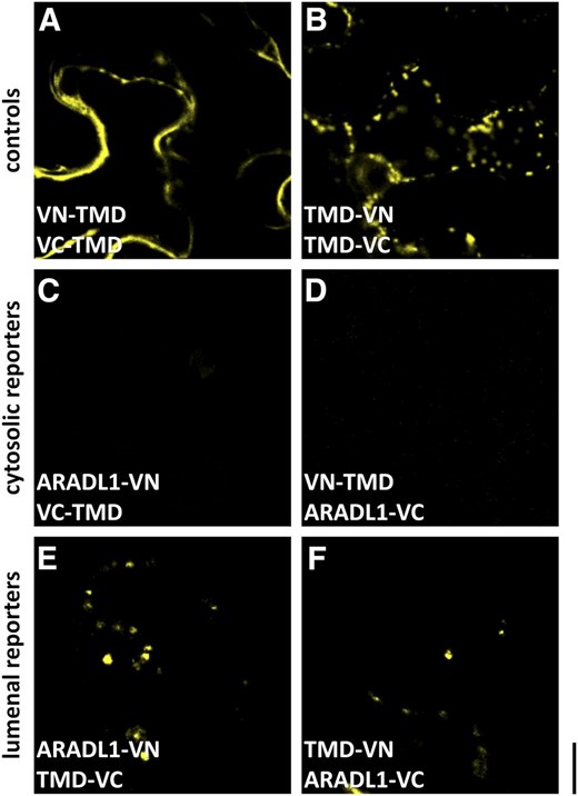 GO-PROMTO analysis showing that NaARADL1 is a type II membrane protein located in the Golgi apparatus. A and B, Coexpression of either the cytosolic reporters VN/VC-TMD (A) or the luminal Golgi apparatus reporters TMD-VN/VC (B). C and D, No fluorescence was detected when NaARADL1-VN or NaARADL1-VC was coexpressed with the cytosolic reporters VC-TMD (C) or VN-TMD (D). E and F, A positive signal was detected when either NaARADL1-VN or NaARADL1-VC was coexpressed with the Golgi apparatus luminal reporter TMD-VC (E) or TMD-VN (F), indicating that the C terminus of NaARADL1 is located in the lumen. Bar = 10 μm.