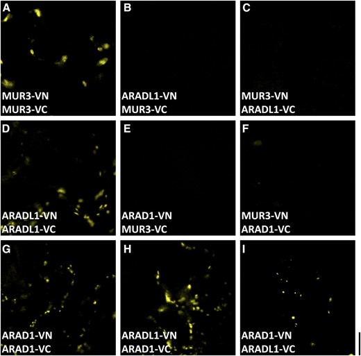 BiFC analysis showing that NaARADL1 forms homodimers and can heterodimerize with AtARAD1. A, Coexpression of the C-terminal VN or VC fusions of NaMUR3. B to D, Expression of NaARADL1-VN and NaMUR3-VC (B), NaMUR3-VN and NaARADL1-VC (C), or NaARADL1-VN and NaARADL1-VC (D). E and F, Negative controls including AtARAD1-VN/VC (E) and NaMUR3-VC/VN (F). G to I, Coexpression of AtARAD1-VN and AtARAD1-VC (G) or NaARADL1-VN/VC with AtARAD1-VC/VN (H and I). Bar = 10 μm.