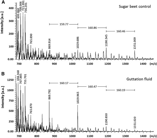 MALDI-TOF-MS analysis of endoarabinase-digested guttation fluid from plants expressing 35S:NaARADL1-VENUS. Endoarabinase generated arabinosyl oligosaccharides released from the sugar beet control (A) and guttation fluid collected from 35S:NaARADL1-VENUS-expressing plants (B). a.u., Arbitrary units.