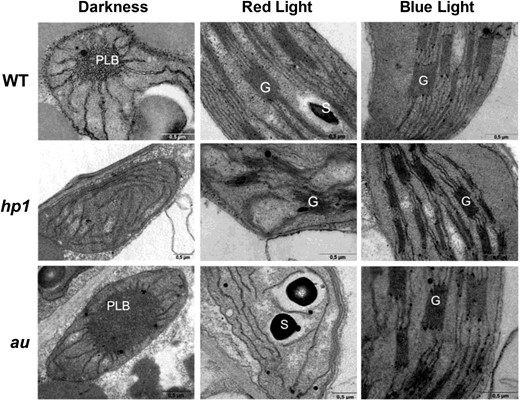 Plastid structure in cotyledon cells of tomato photomorphogenic mutants exposed to distinct light conditions. Wild-type (WT), hp1, and au seedlings dark grown for 120 h were either kept in darkness or transferred to continuous red light (RL) or blue light (BL) treatment for 72 h before ultrastructural analysis. G, Granal thylakoid; S, Starch; PLB, prolamellar body. Bars = 0.5 µm.