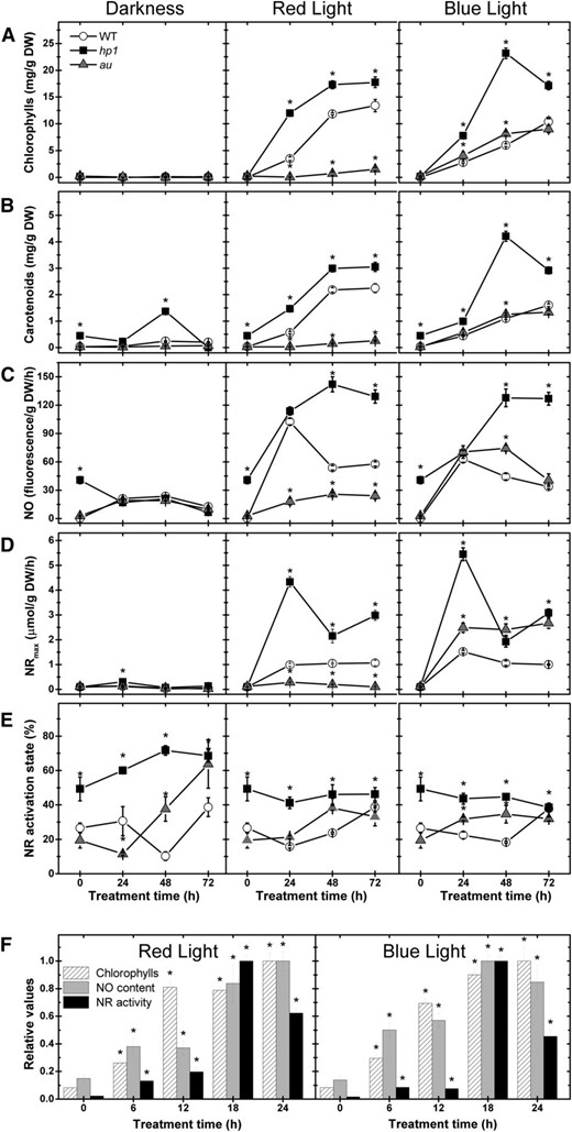 Light-driven tomato seedling greening temporally coincides with the rise in both NO levels and NR activity. Wild-type (WT), hp1, and au seedlings dark grown for 120 h were either kept in darkness or transferred to continuous RL or BL treatment. A, Chlorophylls. B, Carotenoids. C, Fluorometric quantification of endogenous NO release. D, NR maximum activity (NRmax). E, NR activation state. F, Chlorophyll levels, endogenous NO release, and NR maximum activity in wild-type seedlings within the first 24 h of RL or BL exposure. In F, the maximum chlorophyll, NO, and NR values were set to 1 for comparison. Values shown are means ± se. Asterisks indicate statistically significant differences compared with the wild type (in A–E) or compared with the dark treatment (in F) at each sampling time (Student’s t test, P < 0.05). DW, Dry weight.