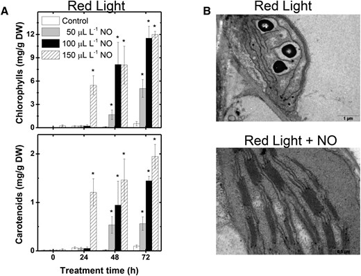 NO fumigation promotes cotyledon greening in tomato phytochromobilin-deficient mutant seedlings. au seedlings dark grown for 120 h were transferred to continuous RL under constant fumigation with NO-free air (control) or different NO concentrations. A, Chlorophylls and carotenoids. B, Plastid structure in au cotyledon cells after 72 h of treatment. Values shown are means ± se. Asterisks indicate statistically significant differences compared with the untreated control at each sampling time (Student’s t test, P < 0.05). DW, Dry weight.