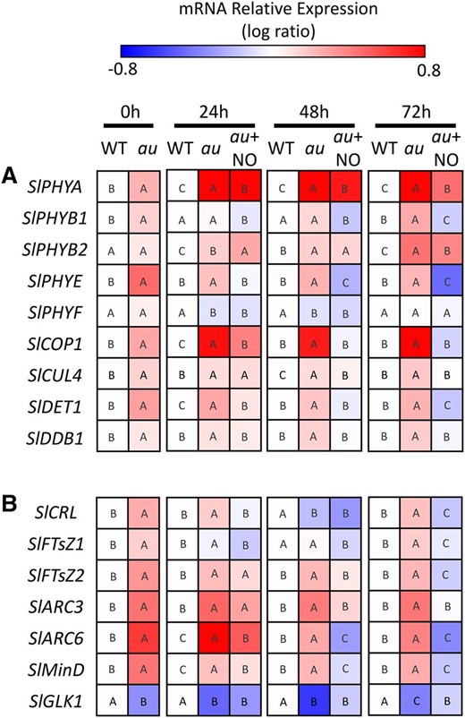 NO fumigation restores wild-type transcript levels of photomorphogenesis-related genes in phytochromobilin-deficient mutant seedlings maintained under RL. Wild-type (WT) and au seedlings dark grown for 120 h were transferred to continuous RL under constant fumigation with NO-free air or 150 μL L−1 NO (au + NO). A, Quantitative reverse transcription-PCR analysis of genes encoding phytochromes and light signaling proteins. B, Quantitative reverse transcription-PCR analysis of genes encoding proteins involved in plastid division and differentiation. Values shown are means ± se. The mean relative expression was calculated from means of two technical replicates of at least three biological replicates and normalized against the samples from wild-type 0-h samples. Different letters indicate statistically significant differences among the genotypes and treatments at each sampling time (P < 0.05) according to a permutation test that lacks assumptions of sample distribution (Pfaffl et al., 2002).