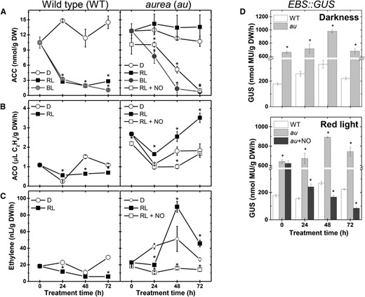 Light and NO down-regulate ethylene metabolism and signaling output during tomato seedling greening. Seedlings dark grown for 120 h were either kept in darkness (D) or transferred to continuous BL, RL, or RL and continuous fumigation with 150 μL L−1 gaseous NO (RL + NO). A, ACC content. B, ACO activity. C, Ethylene emission. D, In vitro GUS activity assayed in EBS::GUS seedlings carrying the synthetic ethylene-responsive promoter EBS fused to the GUS reporter gene. Values shown are means ± se. Asterisks indicate statistically significant differences compared with the dark treatment (in A–C) or with the wild type (WT; in D) at each sampling time (Student’s t test, P < 0.05). au + NO, au seedlings fumigated with 150 μL L−1 NO; DW, Dry weight.