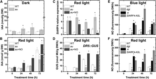 NO and auxin positive interactions during tomato seedling greening. Seedlings dark grown for 120 h were either kept in darkness or transferred to continuous BL, RL, or RL and continuous fumigation with 150 μL L−1 gaseous NO (au + NO). A and B, IAA endogenous levels. C, SlARF4 relative expression. D, In vitro GUS activity assayed in seedlings carrying the synthetic auxin-responsive promoter DR5 fused to the GUS reporter protein (DR5::GUS). E and F, Fluorometric quantification of endogenous NO release. Values shown are means ± se. Asterisks indicate statistically significant differences compared with the wild type (WT) at each sampling time (Student’s t test, P < 0.05). DW, Dry weight; e, entire; SlARF4-ASL, SlARF4-silenced line.
