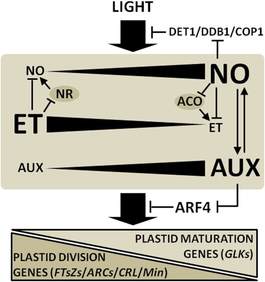 Diagram illustrating light, NO, ethylene (ET), and auxin (AUX) cross talk during the acquisition of photomorphogenic traits in tomato seedlings. During light-evoked cotyledon greening and chloroplast differentiation, negative and positive feedback regulatory loops orchestrate NO-ET and NO-AUX interactions, respectively. The mutual NO-ET antagonism occurs at biosynthetic levels involving the negative regulation of NR and ACO by ET and NO, respectively. By repressing negative regulators of light signal transduction such as DET1, DDB1, and COP1 and modulating the AUX-ET balance, NO promotes the accumulation of the chloroplast differentiation transcription factor GLK and inhibits key plastid division genes such as FTsZs, ARCs, CRL, and Min. Biosynthetic enzymes are represented with gray ovals. Arrows at the ends of lines indicate stimulatory effects, whereas bars indicate inhibitory effects.