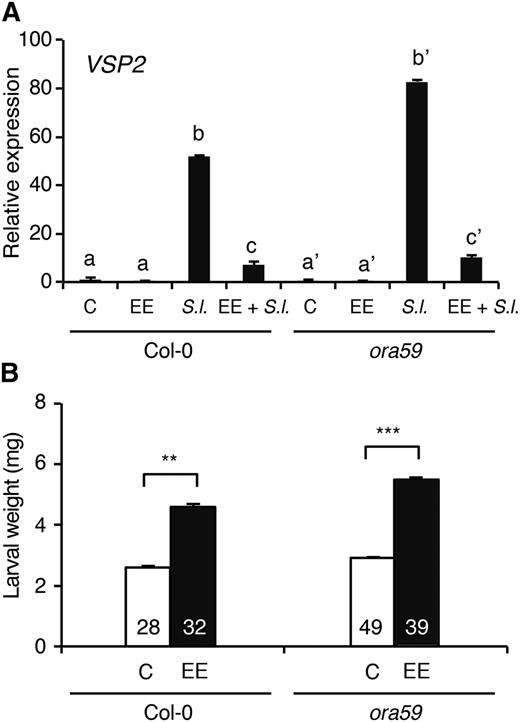 Egg extract-induced SA/JA cross talk does not depend on ORA59. A, Expression of insect-responsive VSP2 was measured by real-time PCR. Four-week-old plants were treated for 5 d with egg extract (EE), challenged for 48 h with S. littoralis larvae (S.l.), or subjected to egg treatment followed by herbivory (EE + S.l.). Untreated plants were used as controls (C). Values ± se are the mean of two biological replicates and normalized to the reference gene SAND. Different letters within each genotype indicate significant differences at P < 0.05 (Tukey’s highly significant difference test). B, Freshly hatched S. littoralis larvae were placed on Col-0 or ora59 plants, and larval weight was measured after 10 d of feeding. White bars indicate untreated control plants challenged with insects. Black bars indicate plants treated with egg extract for 5 d before insect challenge. The number of larvae used in each experiment is shown within each bar. Error bars indicate se. Significant differences between control and treated plants are indicated (Student’s t test; **P < 0.01; ***P < 0.001). This experiment was repeated once with similar results.