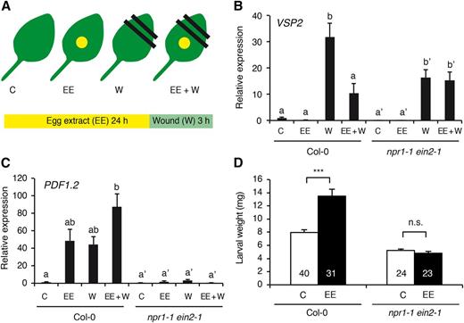 Egg extract-induced SA/JA cross talk is abolished in npr1-1 ein2-1 mutant. A, Experimental scheme used with 12-d-old seedlings. One microliter of egg extract (EE) was applied underneath the first true leaf. After 24 h, the leaf was wounded twice with forceps and harvested after 3 h (EE + W). Controls consisted of untreated plants (C), plants only treated with egg extract (EE), or plants only wounded (W). B and C, Expression of VSP2 and PDF1.2 was measured by real-time PCR. Twelve-day-old seedlings were subjected to the treatments described in A. Values ± se are the mean of three biological replicates and normalized to the reference gene SAND. Different letters within each genotype indicate significant differences at P < 0.05 (Tukey’s highly significant difference test). D, Freshly hatched S. littoralis larvae were placed on 4-week-old Col-0 or npr1-1 ein2-1 plants, and larval weight was measured after 10 d of feeding. White bars indicate untreated control plants challenged with insects (C). Black bars indicate plants treated with egg extract (EE) for 5 d before insect challenge. The number of larvae used in each experiment is shown within the bars. Error bars indicate se. Significant differences between control and treated plants are indicated (Student’s t test; ***P < 0.001; n.s., not significant). This experiment was repeated twice with similar results.