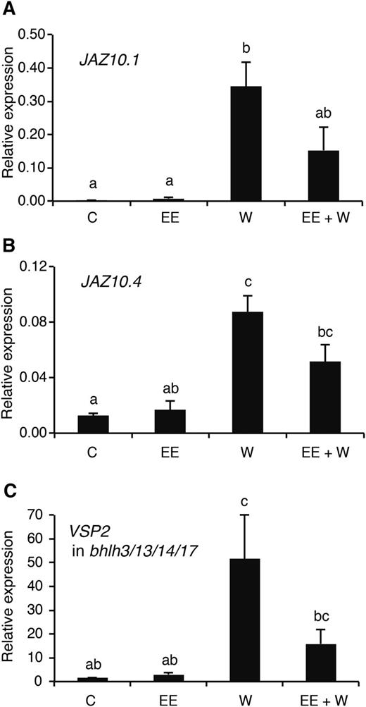 Role of JAZ10 splice variants and JAM negative regulators. A and B, Expression of JAZ10.1 (A) and JAZ10.4 (B) was measured by real-time PCR in 12-d-old Col-0 seedlings subjected to single or consecutive egg extract (EE) and wound (W) treatments. Untreated plants were used as controls (C). C, Expression of VSP2 was measured in the quadruple JAM mutant (bhlh3 bhlh13 bhlh14 bhlh17). Values ± se are the mean of three biological replicates and normalized to the reference gene SAND. Different letters indicate significant differences at P < 0.05 (Tukey’s highly significant difference test).