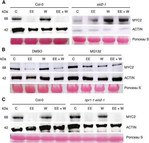 MYC2 protein is degraded in response to egg extract treatment. A and C, Immunoblot analysis of MYC2 in Col-0, sid2-1, and npr1-1 ein2-1 12-d-old seedlings subjected to single or consecutive egg extract (EE) and wound (W) treatments. Untreated plants were used as controls (C). B, Immunoblot analysis of MYC2 in Col-0 plants in the presence of the proteasome inhibitor MG132. Protein molecular mass is shown on the left. Immunoblot of ACTIN and Ponceau S-stained Rubisco are shown as loading controls. All experiments were repeated twice with similar results.
