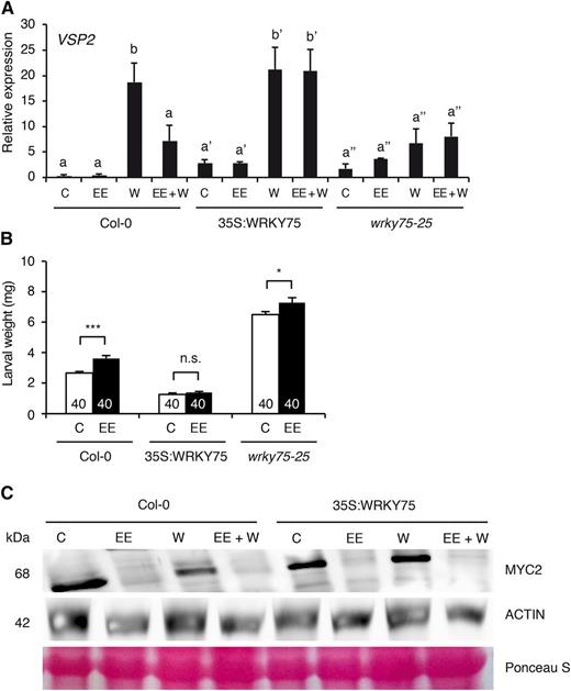 WRKY75 regulates SA/JA cross talk. A, Expression of VSP2 was measured by real-time PCR in Col-0, WRKY75 overexpressing line, and wrky75-25 T-DNA mutant. Twelve-day-old seedlings were subjected to single or consecutive egg extract (EE) and wound (W) treatments. Untreated plants were used as controls (C). Values ± se are the mean of three biological replicates and normalized to the reference gene SAND. Different letters indicate significant differences at P < 0.05 (Tukey’s highly significant difference test). B, Freshly hatched S. littoralis larvae were placed on 4-week-old plants, and larval weight was measured after 10 d of feeding. White bars indicate untreated control plants challenged with insects (C). Black bars indicate plants treated with egg extract (EE) for 5 d before insect challenge. The number of larvae used in each experiment is shown within each bar. Error bars indicate se. Significant differences between control and treated plants are indicated (Student’s t test; ***P < 0.001; *P < 0.05; n.s., not significant). This experiment was repeated twice with similar results. C, Immunoblot analysis of MYC2 in 12-d-old Col-0 and WRKY75 overexpressing line subjected to the same treatments as in A. Immunoblot of ACTIN and Ponceau S-stained Rubisco are shown as loading controls. This experiment was repeated once with similar results.
