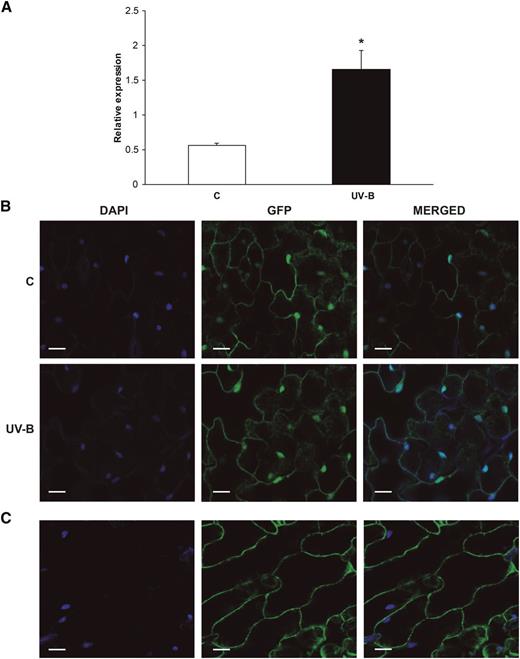 Effects of UV-B radiation on PDCD5 expression and subcellular localization. A, Induction of AtPDCD5 expression by UV-B in Arabidopsis plants analyzed by qRT-PCR. Each reaction was normalized using the cycle threshold values corresponding to the CALCIUM PROTEIN KINASE3 mRNAs. The means of the results obtained using three independent RNAs as a template are shown, and error bars indicate the sd of the samples. The asterisk indicates a statistically significant difference applying Student’s t test (P < 0.05). C, Control. B, Subcellular localization of PDCD5 from Arabidopsis. Confocal images show 4′,6-diamino-phenylindole (DAPI) and GFP fluorescence in epidermal tissues of leaves from Pro-35S:AtPDCD5-GFP transgenic plants. DAPI staining indicates the positions of the nuclei in cells; GFP staining indicates the localization of AtPDCD5 in the cytoplasm and the nuclei of epidermal cells of transgenic plants. Images were merged to show signal overlap. Bars = 24 μm. C, Subcellular localization of GFP in Arabidopsis. Confocal images show DAPI and GFP fluorescence in epidermal tissues of leaves from Arabidopsis transgenic plants expressing GFP driven by the 35S promoter (Pro-35S:GFP). DAPI staining indicates the positions of the nuclei in cells; GFP staining indicates the localization of GFP in the cytoplasm of epidermal cells of transgenic plants. Images were merged to show signal overlap. Bars = 35 μm.