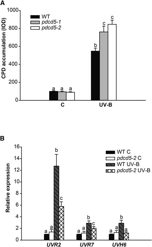 CPD levels in wild-type (WT) and pdcd5 mutant plants exposed to UV-B radiation. A, CPD levels in the DNA of wild-type Columbia-0 (Col-0) and pdcd5-2 mutants under control conditions without UV-B (C) and immediately after a 4-h UV-B treatment (UV-B). CPD levels are indicated as integrated optical density (IOD) values. Data show means ± se of at least three independent experiments. Different letters over the bars indicate statically significant differences at P < 0.05 (ANOVA test). B, Relative expression of UVR2, UVR7, and UVH6 genes analyzed by qRT-PCR. Wild-type Col-0 and pdcd5-2 mutant plants were irradiated with UV-B for 4 h under light conditions or kept under control conditions without UV-B. Data are relativized to wild-type control values set at 1. For each transcript analyzed, different letters over the bars indicate statically significant differences at P < 0.05 (ANOVA test).