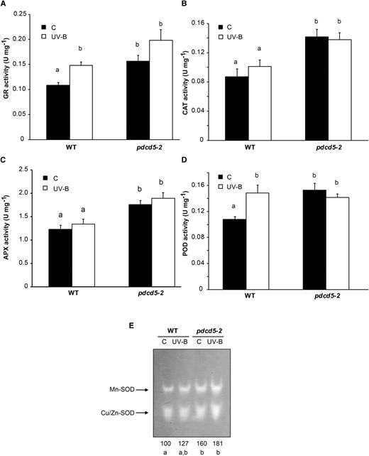 Analysis of antioxidant enzyme activities in wild-type Col-0 (WT) and pdcd5 mutant plants under control conditions and after UV-B treatment. GR (A), CAT (B), APX (C), POD (D), and SOD (E) activities were determined under control conditions (C) and after a 4-h UV-B treatment (UV-B) at intensity of 2 W m−2. The numbers below the gel in E indicate the relative intensities corresponding to the sum of both reactive bands determined by densitometric analysis with respect to wild-type plants under control conditions (100%). Results represent averages ± se of three independent biological replicates. Statistical significance was analyzed using ANOVA; for each sample analyzed, different letters indicate significant differences at P < 0.01.