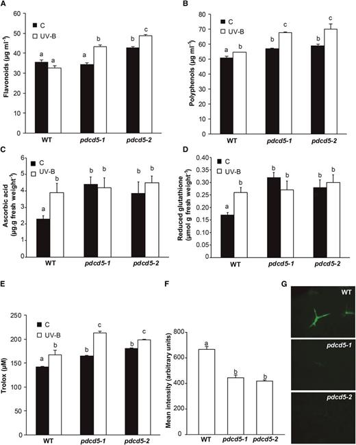 Analysis of antioxidant metabolites and ROS formation in wild-type Col-0 (WT) and pdcd5 mutant plants under control conditions and after UV-B treatment. A to E, Levels of flavonoids (A), polyphenols (B), ascorbic acid (C), reduced glutathione (D), and Trolox (E), the product of the FRAP assay to measure antioxidant tissue capacity, are shown in control plants (C) and after a UV-B treatment (UV-B) at an intensity of 0.2 W m−2. Results represent averages ± se of three independent biological replicates. Statistical significance was analyzed using ANOVA; for each sample analyzed, different letters indicate significant differences at P < 0.05. F, Mean intensity of 2′7′-dichlorofluorescein diacetate (H2DCFDA) fluorescence in wild-type Col-0 and pdcd5 mutant plants after UV-B treatment at an intensity of 2 W m−2 to detect ROS formation. Results represent averages ± se of three independent biological replicates. Statistical significance was analyzed using ANOVA; for each sample analyzed, different letters indicate significant differences at P < 0.001. G, Representative images show ROS formation detected by H2DCFDA fluorescence (green) in leaves from wild-type Col-0 and pdcd5 mutant plants after UV-B exposure.