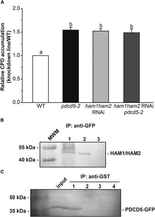 PDCD5 interacts with HAM1/HAM2 and participates in the same UV-B DNA damage response pathway. A, Relative CPD accumulation in the pdcd5-2 mutant, ham1ham2 RNAi, and ham1ham2 RNAi/pdcd5 plants versus wild-type (WT) plants immediately after a 4-h UV-B treatment under conditions that allowed photorepair in the light. B, Nuclear protein extracts from transgenic plants expressing Pro35S:AtPDCD5-GFP were used for coimmunoprecipitation (IP) experiments using anti-GFP antibodies (lane 1). As a negative control, a nuclear protein extract from wild-type Col-0 plants was incubated with anti-GFP antibodies (lane 3). Also, 30 μg of total nuclear protein extract before coimmunoprecipitation was included as a positive control (lane 2). Western blots were developed using anti-TIP60 antibodies (HAM1/HAM2). C, Nuclear protein extracts from transgenic plants expressing Pro35S:AtPDCD5-GFP were incubated with purified recombinant GST-AtHAM2 fusion protein and were used in pull-down experiments using anti-GST antibodies (5 μg; lane 1). As negative controls, nuclear extracts from transgenic plants were incubated with GST protein (5 μg; lane 2), and nuclear extracts from wild-type Col-0 plants were incubated with either GST-AtHAM2 (lane 3) or GST (lane 4). Western blots were developed using anti-GFP antibodies. Thirty micrograms of total nuclear protein extract before coimmunoprecipitation was included as a positive control (input). Prestained molecular weight markers (MWM) and their corresponding molecular masses are included at the left side of each gel.