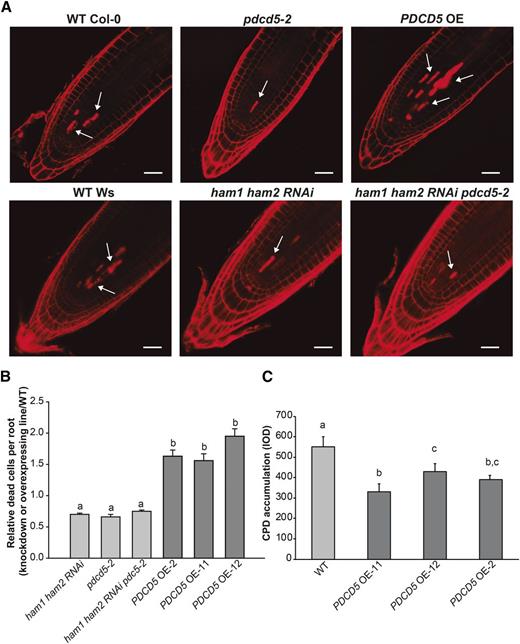 PDCD5 overexpression induces cell death and increased DNA damage repair. A, Representative images of stem cells and adjacent daughter cells from wild-type (WT) Col-0 and Wassilewskija (Ws), pdcd5-2, ham1ham2 RNAi, and ham1ham2 RNAi/pdcd5 mutants, and PDCD5-overexpressing plants (PDCD5 OE) that were scored for intense PI staining to count dead stem cells per root after UV-B. Arrows indicate dead cells. Bars = 50 μm. B, Number of stem cells that are dead after UV-B exposure relative to those in wild-type plants (Col-0 and Ws). Three independent transgenic lines were analyzed (PDCD5 OE-2, PDCD5 OE-11, and PDCD5 OE-12). Statistical significance was analyzed using a one-way ANOVA test at P < 0.05; differences at P < 0.05 are marked with different letters. C, CPD levels in the DNA of wild-type Col-0 and PDCD5 OE plants (PDCD5 OE-2, PDCD5 OE-11, and PDCD5 OE-12) immediately after a 4-h UV-B treatment. CPD levels are indicated as integrated optical density (IOD) values. Results represent averages ± se of three independent biological replicates. Statistical significance was analyzed using a one-way ANOVA test at P < 0.05; differences from the control are marked with different letters.