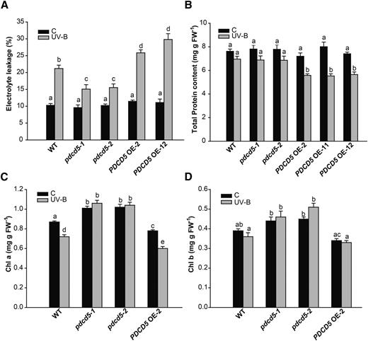 Plants with altered levels of PDCD5 show altered protein and chlorophyll contents and electrolyte leakage after UV-B exposure. Electrolyte leakage (A), total protein content (B), and chlorophyll content (Chl a and Chl b; C and D) are shown in wild-type Col-0 (WT), pdcd5 mutant plants, and PDCD5-overexpressing lines under control conditions (C) and after UV-B treatment (UV-B). Results represent averages ± se of three independent biological replicates. Statistical significance was analyzed using a two-way ANOVA test at P < 0.05; differences at P < 0.05 are marked with different letters. FW, Fresh weight.