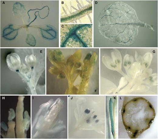 Histochemical analysis of GUS activity in transgenic Arabidopsis plants transformed with the ProAtPDCD5:GUS construct. A, Eight-day-old seedling. B, Magnification of A showing GUS staining in the root vasculature (light micrograph; 40×). C, Magnification of A showing GUS staining in the leaf vasculature (light micrograph; 40×). D, Mature leaf from a 28-d-old plant. E, Immature flower bud. F, Siliques with developing seeds and pollen grains in the silique tip. G, Flowers with immature anthers (light micrograph; 10×). H, Anthers with pollen grains (light micrograph; 10×). I, Gynoecium showing GUS staining in the stigma (light micrograph; 40×). J, Open flower. K, Mature green silique. L, Transverse cut of the stem.