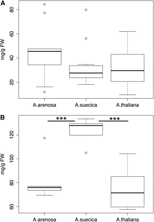 The allopolyploid A. suecica produces more starch than its progenitor species under high light levels. A, Plants were grown in the greenhouse under light intensities of ∼200 µmol m−2 s−1 light until harvest and starch quantification. Statistical significance was calculated to compare the allopolyploid to each progenitor species using Welch two-sample t tests (At-As: t = −0.1551, df = 8.37, and P = 0.878; Aa-As: t = 1.237, df = 14.03, and P = 0.237; n: At = 15, Aa = 9, and As = 12). Differences between progenitor species were not statistically analyzed. B, Plants were grown in the greenhouse under light intensities of ∼200 µmol m−2 s−1 light until the night before harvest. During the last night, plants were kept in complete darkness for ∼15 h and then exposed for 6 h to light intensities of ∼750 µmol m−2 s−1 before harvesting leaves and extracting and quantifying total starch concentrations. Statistical significance was calculated to compare the allopolyploid to each progenitor species using Welch two-sample t tests (At-As: t = −5.31, df = 8.37, and P = 0.0006; Aa-As: t = −4.69, df = 8.5, and P = 0.001; n: At = 6, Aa = 6, and As = 5). Differences between progenitor species were not statistically analyzed. Box plots show data range, including median (bold line), the 25th and 75th percentiles (lower and upper end of box), and 5th or 95th percentiles of data distribution (lower and upper whiskers). Outliers are indicated with circles. Asterisks indicate statistical significance between samples. At, A. thaliana; Aa, A. arenosa; As, A. suecica.