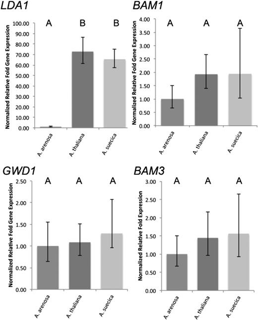 Major starch metabolism genes are expressed at the high progenitor level or are similar in all species. Plants were grown under light intensities of ∼200 µmol m−2 s−1 light until the night before the experiment. After 12 h of darkness, plants were exposed to high light conditions (∼750 µmol m−2 s−1) and harvested after 5 h of irradiation (ZT = 5 h). qPCR was performed for eight to nine biological replicates and averages are shown. Each biological replicate contained RNA from exactly one individual, and three technical PCR replicate reactions were performed per biological replicate. Data were analyzed using qBase+ software. Error bars represent 95% confidence intervals. Species that are not connected by the same letter are statistically significantly different from each other. Expression levels were normalized against expression in A. arenosa, which was set to 1.