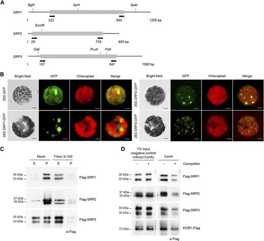 Characterization of Arabidopsis SRPs. A, Schematic structures of SRPs. Solid bars represent the coding regions. Solid lines depict the 5′-and 3′-untranslated regions. Arrows indicate the primers used for genotyping PCR and RT-PCR. Nucleotide sequences of the primers are listed in Supplemental Table S1. B, Subcellular localizations of SRPs in tobacco protoplasts. Protoplasts were obtained from tobacco leaves that transiently expressed 35S:SRP-GFP fusion constructs. The GFP signals were detected by fluorescence microscopy under dark-field or light-field conditions. Scale bars = 10 μm. C, Membrane-association assay of SRPs. The 35S:Flag-SRP fusion genes were transiently expressed in tobacco leaves. Soluble (S) and pellet (P) fractions of total leaf protein extracts were treated with Triton X-100 and subjected to immuno-blot analysis using anti-Flag antibody. D, Lectin-binding assay of SRPs. Total protein extracts were prepared from Flag-SRP-expressing tobacco leaves and were incubated with Con A-sepharose resin in the presence or absence of methyl α-d-glucopyranoside. Proteins eluted from the sepharose resin were analyzed by protein gel-blotting using anti-Flag antibody. Methyl α-d-glucopyranoside was used as a competitor to bind to Con A. KOR1 was used as a positive glycoprotein marker.