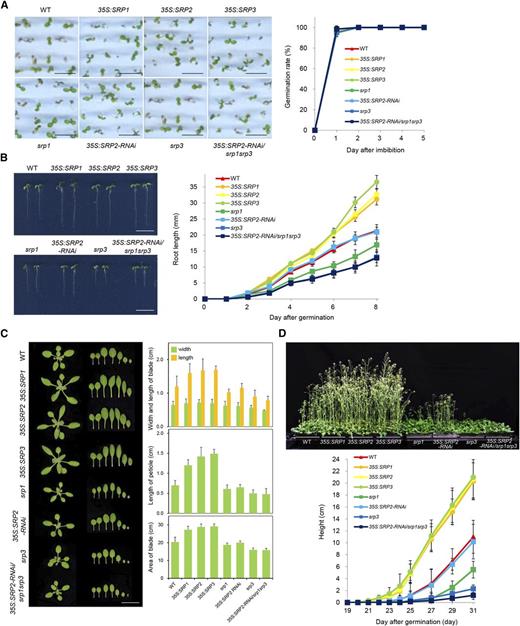 Phenotypic characterization of SRP-overexpressing and loss-of-function srp mutant plants. A, Germination assay. Left: wild-type (WT), SRP-over-expressing, and srp mutant seeds were germinated on half-strength Murashige and Skoog medium. Scale bars = 0.5 cm. Right: germination rates with respect to radicle emergency were determined 1 to 5 d after imbibition. Error bars indicate means ± sd (n = 80). B, Root growth. Left: morphological comparisons of wild-type, SRP-over-expressing, and srp mutant seedlings 4 d after germination. Scale bars = 2.0 cm. Right: growth profiles of wild-type, SRP-over-expressing, and srp mutant early roots 1 to 8 d after germination. Error bars indicate means ± sd (n = 40). C, Leaf growth. Left: morphological comparisons of 2-week-old rosettes from wild-type, SRP-over-expressing, and srp mutant plants. Scale bars = 2.0 cm. Right: quantification of the dimensional parameters of the second leaf. Detached second leaves were analyzed using the SCIONIMAGE program. Error bars indicate means ± sd (n = 40). D, Bolting. Top: bolting phenotypes of wild-type, SRP-over-expressing, and srp mutant plants. Bottom: growth rates of the inflorescence stems of wild-type, SRP-overexpressing, and srp mutant plants were monitored 19 to 31 d after germination. Error bars indicate means ± sd (n = 80).