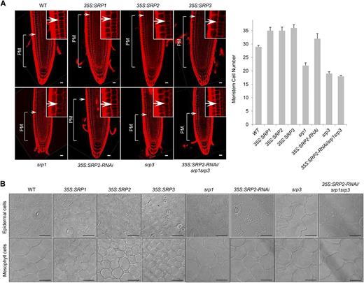Cellular phenotypes of 35S:SRP transgenic and srp mutant plants. A, Left: longitudinal sections of 3-d-old roots from wild-type, SRP-over-expressing, and srp mutant plants. Vertical lines indicate the PM. Arrows represent the transition zone between the PM and elongation-differentiation zones. The insets show a magnified transition zone. Root sections were stained with propidium iodide and visualized by confocal microscopy. Right: measurement of meristem cell number. Error bars indicate means ± sd (n = 30). B, Different cell sizes in wild-type, SRP-over-expressing, and srp mutant leaves. The epidermal and mesophyll cell layers of 5-d-old leaves were treated with chloral hydrate, a tissue-clearing reagent. The image was visualized by light microscopy. Scale bars = 20 μm.