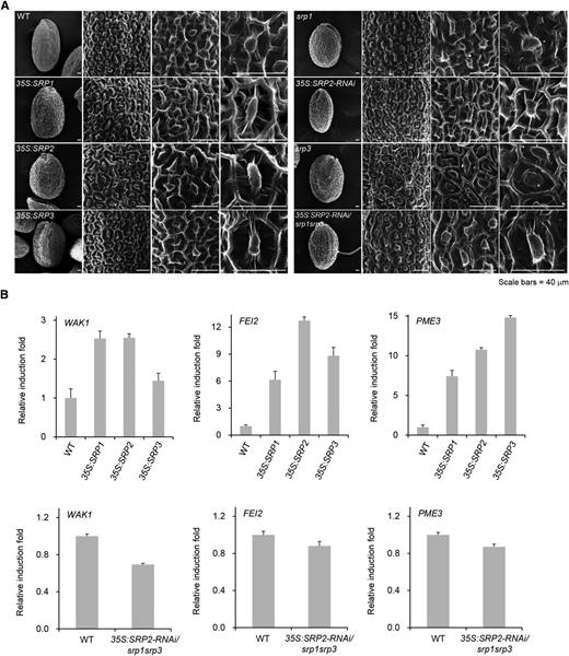 Surface structure of seed coats and the expression levels of cell wall-related genes. A, SEM analysis of dry seeds of wild-type (WT), 35S:SRP transgenic, and srp mutant plants. Scale bar = 40 μm. B, Transcriptional changes in cell wall-modifying genes (WAK1, FEI1, and PME3) in SRP-over-expressing and mutant progeny relative to wild-type plants. Data represent means ± sd from three independent experiments.