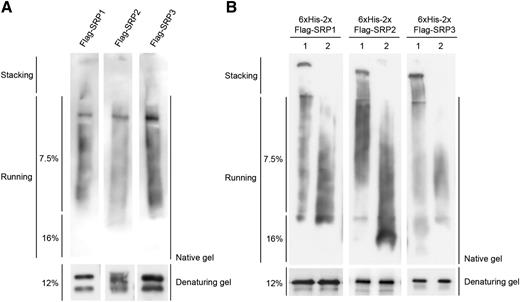 Polymerization properties of SRPs. A, In vivo polymerization of SRPs. Total protein extracts were prepared from 35S:Flag-SRPs-infiltrated tobacco leaves and subjected to immuno-blot analysis by native (7.5% and 16%; top) or denaturing (12%; bottom) PAGE gel with anti-Flag antibody. B, Lane 1: bacterially expressed 6×His-2×Flag-fused SRPs were purified and subjected to immuno-blot analysis by native (7.5% and 16%; top) or denaturing (12%; bottom) PAGE gel with anti-Flag antibody. Lane 2: 6×His-2×Flag-fused SRPs were boiled in the presence of 0.2% SDS and 100 mm β-mercaptoethanol. Denatured 6×His-2×Flag-SRPs were renatured for 2 h at 28°C and subjected to immuno-blotting by native (top) or denaturing (bottom) PAGE gel with anti-Flag antibody.