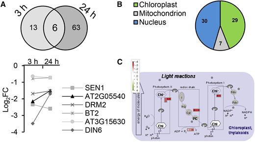Suc-induced transcriptional responses in growing leaves. A, Overlap between differentially expressed genes in the third leaf, microdissected at 3 and 24 h, of seedlings transferred to 15 mm Suc or control medium, and Log2FC at 3 and 24 h of the six common genes. Data are from an RNA-seq analysis. B, Pie chart of differentially expressed transcripts 24 h after transfer to 15 mm Suc. C, MapMan representations of enriched genes differentially repressed 24 h after transfer to 15 mm Suc in the third leaf.