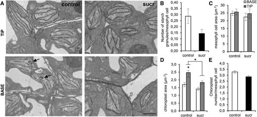 Differences in chloroplast morphology, number, and size in the tip and base of Suc-treated and control leaves. A, Transmission electron micrographs of the tip and base of the 10-d-old third leaf 24 h after transfer to control or 15 mm Suc (sucr)-supplemented medium. Arrows point to starch granules. Bar = 1 µm. B, Average number of starch granules per mesophyll cell counted in approximately 60 cells of two leaves of control and Suc-transferred seedlings. C and D, Average mesophyll cell area (C) and average chloroplast size (D) in the tip and base of the third leaf of control and Suc-treated seedlings. E, Chloroplast number of the third leaf of control and Suc-treated seedlings. Values are means of two independent leaves with their se. Chloroplast data are from 17 to 87 mesophyll cells in the tip and the base of each leaf, respectively. Asterisks indicate adjusted P < 0.05 for log-transformed values in D, mixed models (see Supplemental Methods S1).