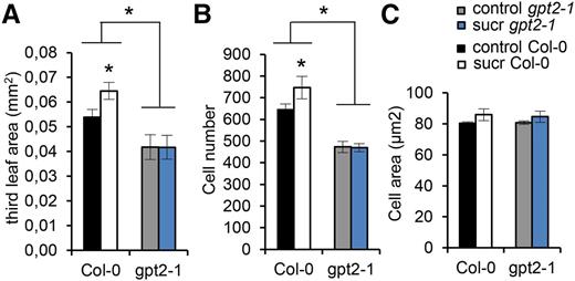 gpt2 mutant seedlings show an insensitive cell proliferation response to the transfer to Suc. gpt2-1 mutant seedlings were grown together with their corresponding wild-type Columbia (Col-0) on medium without Suc for 9 d and, subsequently, transferred to medium supplemented with 15 mm Suc (sucr) or without Suc. At 10 DAS, 24 h after transfer, the third leaf area (A), cell number (B), and cell area (C) were determined and compared. Values are means of three biological repeats with their se. Leaf area was measured for nine to 40 leaves in each repeat. Cellular data are from three to 14 leaves in each repeat. Asterisks indicate adjusted P < 0.05 for log-transformed values, mixed models (see Supplemental Methods S1).