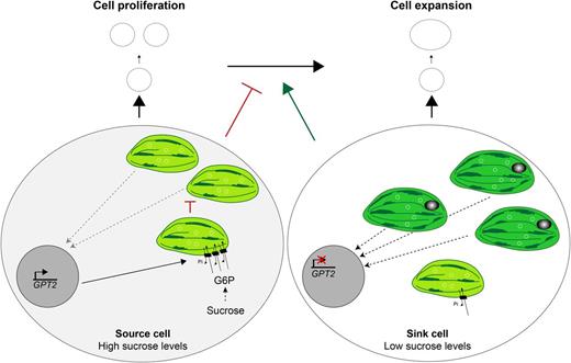 Model of the central role of chloroplasts in the Suc-induced stimulation of cell proliferation. Low Suc levels in sink cells trigger a rapid formation of photosynthetically active chloroplasts. Consequently, these chloroplasts sent retrograde signals to the nucleus to start the transition to cell expansion. However, higher Suc levels in source cells (left) result in higher levels of G6Ps that are transported into the chloroplasts by the Suc-induced plastid transporter GPT2 (black rectangles). In addition, high Suc levels repress chloroplast transcription (plastome represented by white circles), causing the chloroplasts to stop differentiating and dividing. Consequently, less retrograde signals are sent to the nucleus, which postpones the onset of the transition to cell expansion and stimulates cell proliferation.
