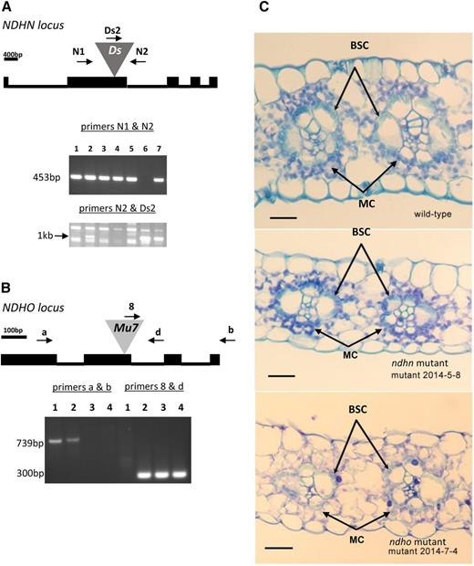Genotypic analysis of ZmNDH alleles. A, The genomic structure of the ZmNDHN locus is depicted with bars representing exon sequences and lines representing introns. The gray triangle represents Ds insertion (I.S07.1657_JSR05) into exon 2. Specific oligonucleotide primer orientation and positions N1 (NDHN1), N2 (NDHN2), and transposon-specific Ds (DsSeq2) are shown. Gels show DNA fragments amplified from genomic DNA isolated from plants 1 to 7 with primers N1 and N2 (453 bp) or N2 and Ds (1 kb). B, The genomic structure of the ZmNDHO locus is shown in which the gray triangle represents Mu7 insertion (Mu1016286) into exon 2. Specific primer orientation and positions a (NDHOA), b (NDHOB), and d (NDHOD), and Mu7-specific 8 (TIR8.4), are shown. Gel represents amplified DNA fragments from genomic DNA isolated from plants 1–4 with primers a and b (739 bp) or d and 8 (300 bp). C, Light photomicrography of leaf cross sections from ZmNDH (normal or wild-type) and ZmNdh mutant lines. BSCs are arranged radially around vascular elements. The latter are surrounded by MCs in contact with stomatal openings. Scale bar refers to 20 μm. See text for further details.