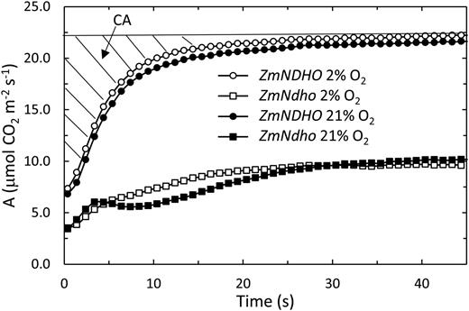 Interactive effects of genotype and O2 level on the time course of A during recovery following a 7 s dark interval. Note the distinctly slower recovery at 21% O2 compared to 2% O2 in the mutant. The complementary area (cross-hatched) is the sum of the difference between the final rate at full recovery and average A over successive 1 s time intervals.