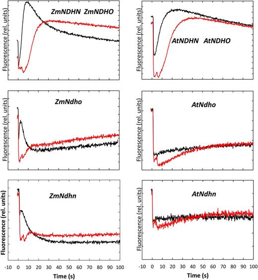 Light-dark fluorescence transients for normal and NDH mutant lines of maize and Arabidopsis. Leaf tissue was pre-illuminated at a WL PFD of 100 μmol quanta m−2 s−1 in normal air (400 μL CO2 L−1, 21% O2) until Fs was stable. (Black traces) The WL was interrupted at time zero. (Red traces) Same as for the black traces, but FRL (50 μmol quanta m−2 s−1) was superimposed on the WL. The FRL was interrupted 5 s after darkening.