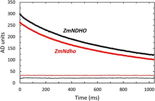 Kinetics of the decline in the in vivo 810-nm absorbance signal for normal and mutant maize. Pre-illuminated leaves were subjected to 10 s of WL (1000 μmol quanta m−2 s−1) followed by 4 s of FRL (50 μmol quanta m−2 s−1) then darkness (time zero in the figure). Data points were recorded at 3-ms intervals. Each trace is an average of six transients. The fine lines at the bottom of the figure are residuals plots displaced from zero for clarity.