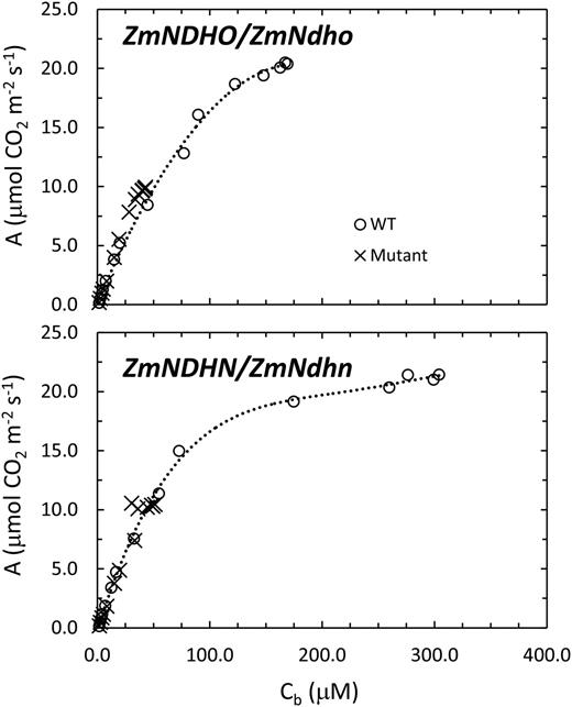 Comparisons of A versus Cb for the maize NDH subunit O and N mutants and associated normal lines.