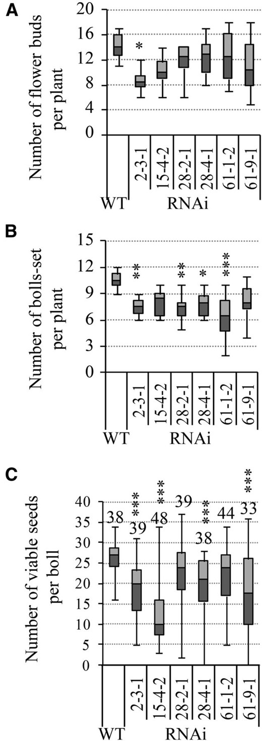 GhVIN-RNAi plants exhibited reduced boll and viable seed number compared with wild-type plants (WT). Data are presented in box plots where the horizontal line within the box represents the median, while the top and bottom of the box represent the values in 75% and 25% of the population, respectively. The extent of the vertical line indicates the maximum and minimum of the data. Data in A and B were collected from eight individual plants of each T3 line at full maturity from two independent trials. For the viable seed number in C, data were collected from cotton bolls harvested from at least six individual plants of each T3 transgenic line, with the total boll number indicated above each box plot. Asterisks indicate significant differences between the wild type and a given RNAi line (one-way ANOVA; *, P < 0.05; **, P < 0.01; and ***, P < 0.001).