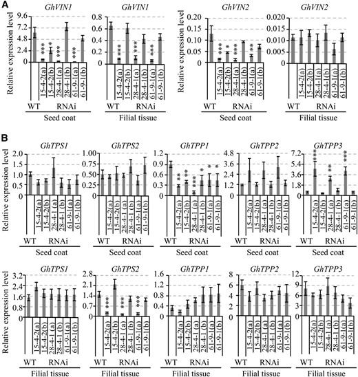 qPCR analysis of mRNA levels of GhVIN1 and GhVIN2 (A) and genes involved in trehalose metabolism (B) in 10-DAA wild-type (WT) and GhVIN1-RNAi cotton seed coat and filial tissue. Seeds from one cotton boll were used as one biological replicate. Note that the 10-d seeds from a given cotton boll in the transgenic line comprised two populations: underdeveloped seeds and viable seeds, which were visually indistinguishable by eye at 10 DAA. Compared with that in the wild type, GhVIN1 expression was reduced dramatically in some replicates of each transgenic line (replicates a) but was comparable or at the same order of magnitude as in the wild type in other replicates (replicates b). Data represent means ± se of at least three biological samples. Asterisks indicate significant differences (one-way ANOVA; *, P < 0.05; **, P < 0.01; and ***, P < 0.001) between RNAi and wild-type plants.